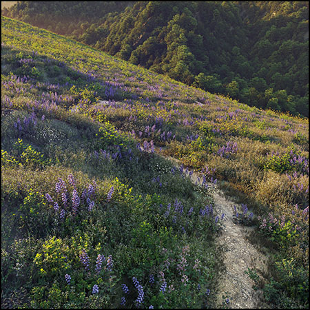 山上的野草和野花素材之家精选3D模型