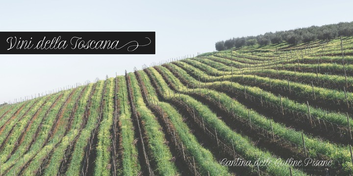 La Bodeguita Font Family插图7