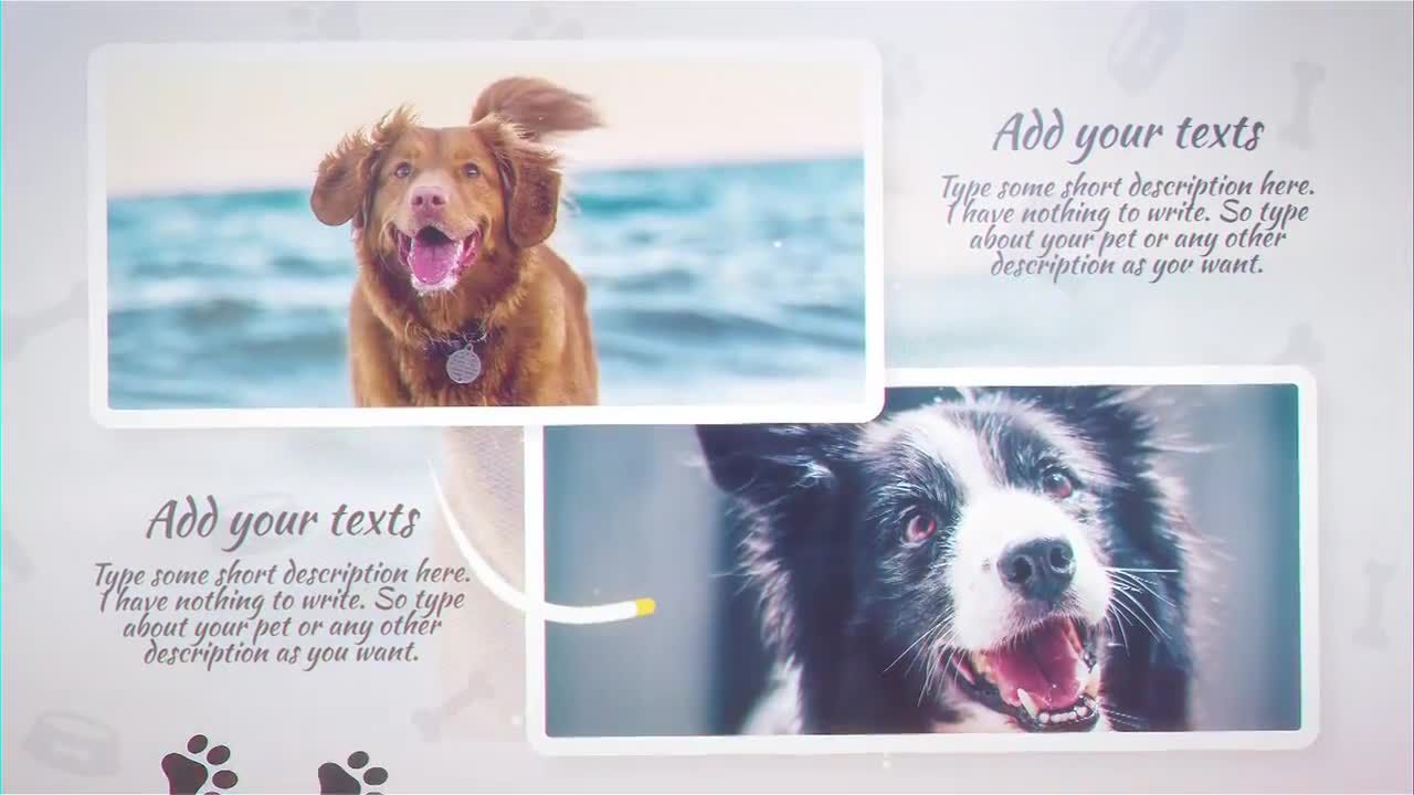 宠物幻灯片展示素材库精选AE模板
