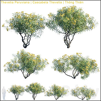 黄花夹竹桃素材之家精选3D模型