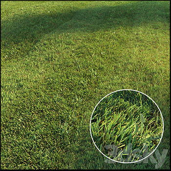 绿色草坪和小草素材之家精选3D模型