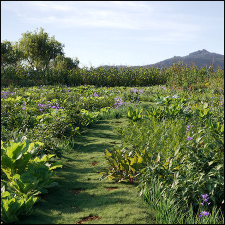 28种252款蔬菜和植物菜籽花素材之家精选3D模型