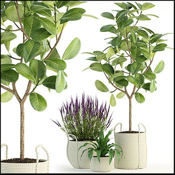 高山榕盆栽和花卉绿色盆栽组合素材之家精选3D模型