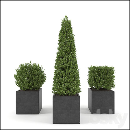 黄杨绿色盆景盆栽素材之家精选3D模型