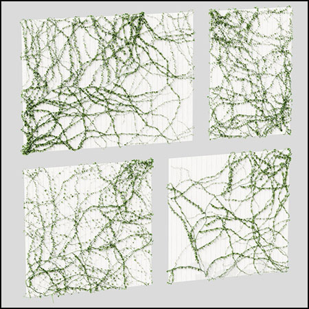 天花板上的常春藤爬山虎素材之家精选3D模型