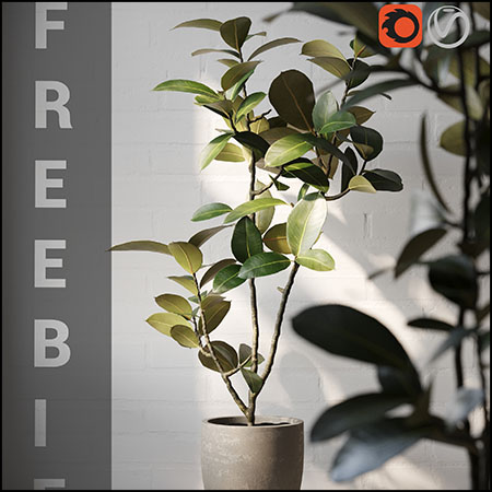 橡皮树绿色植物盆景素材之家精选3D模型