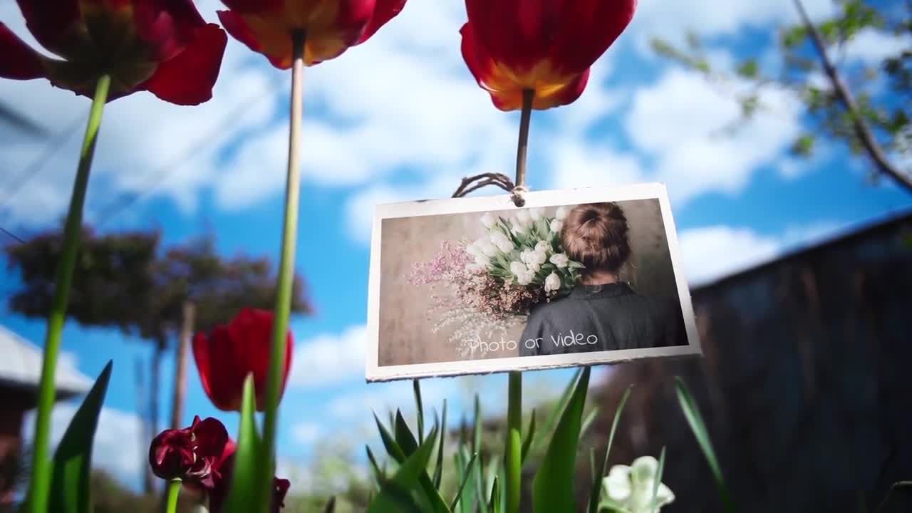 美丽花朵背景相册展示视频ae模板