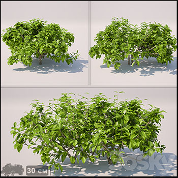 绿色灌木植物素材之家精选3D模型