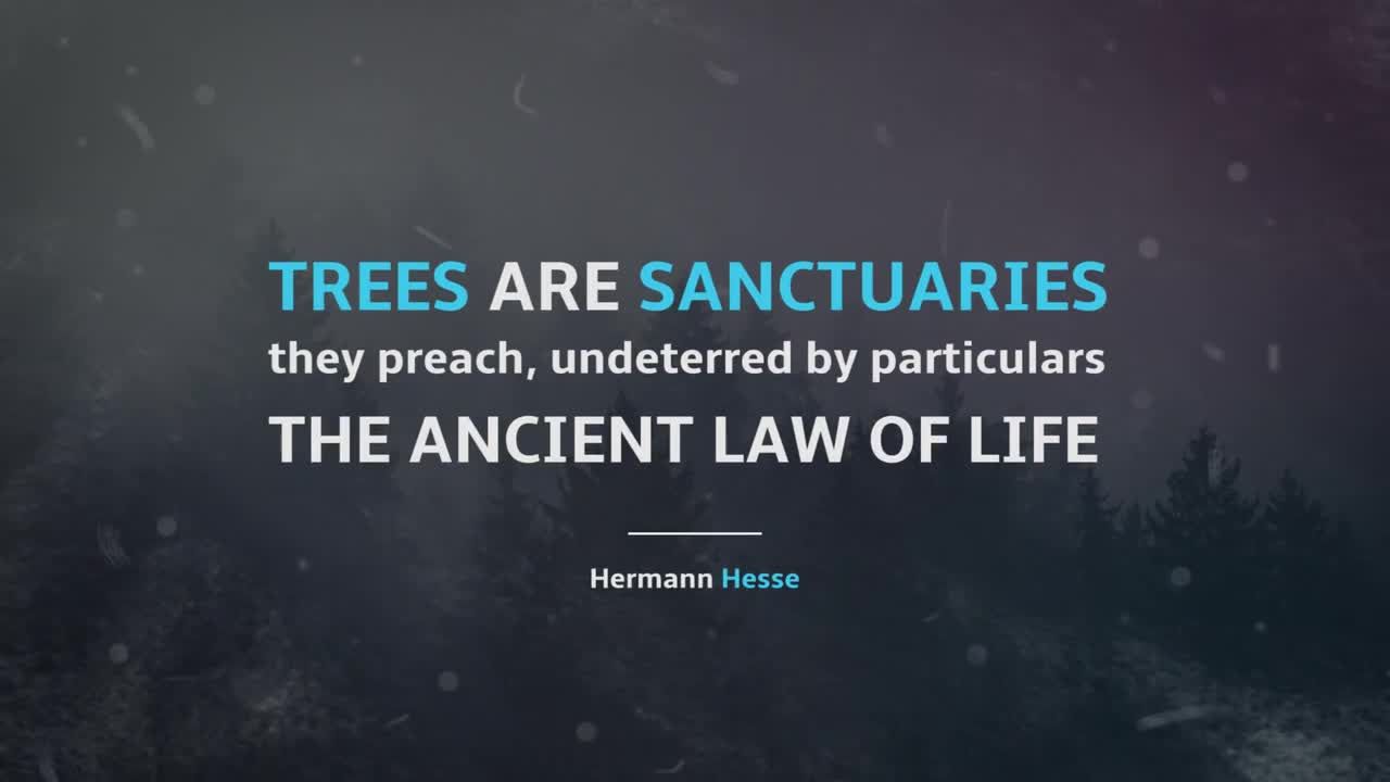 带有动画报价标题幻灯片素材库精选pr模板