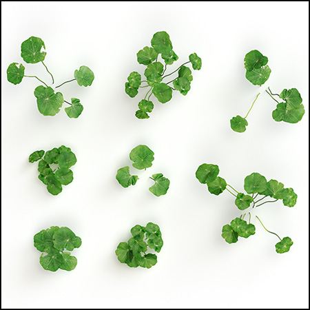 三叶草植物套装素材之家精选3D模型