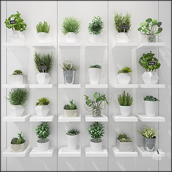 滴水观音仙人掌绿色盆栽组合素材之家精选3D模型