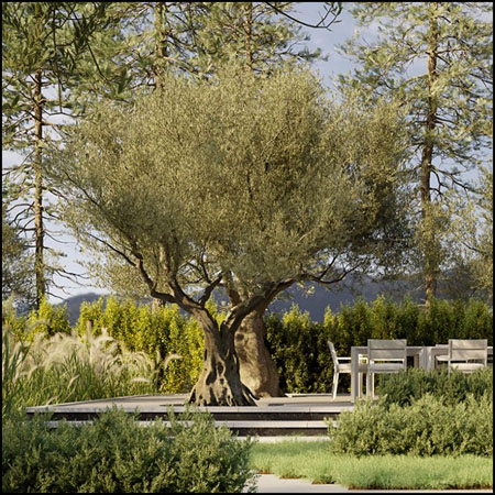 大树橄榄树绿色植物素材之家精选3D模型