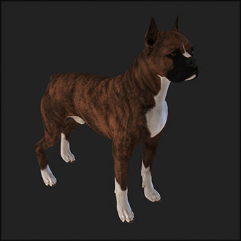 斗牛犬小狗素材之家精选3D模型