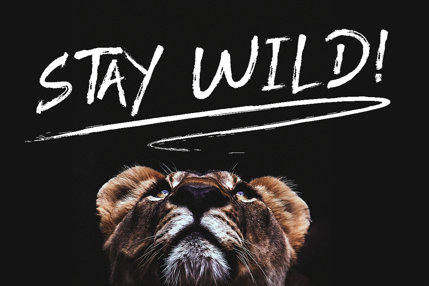 ROODY LAST Regular Font插图3