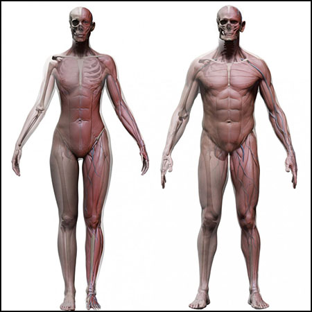 写实标准比例男性和女性素材之家精选3D模型