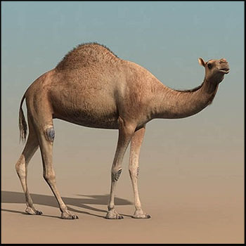 单峰骆驼素材之家精选3D模型