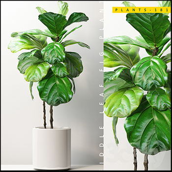 青苹果竹芋绿色植物素材之家精选3D模型