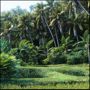 18款棕榈树素材之家精选3D模型