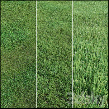 小草和草坪素材之家精选3D模型