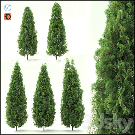 Touya Smaragd常绿灌木素材之家精选3D模型