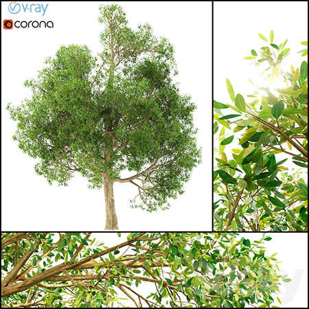 一颗大树素材之家精选3D模型