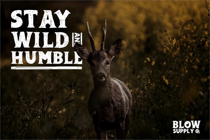 Adelard Demo font插图1 Adelard Demo font插图1