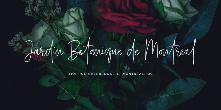 Belmont Font Family插图1