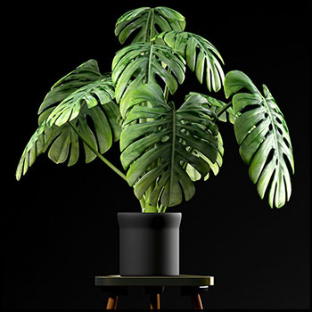 龟背竹盆栽绿色盆景素材之家精选3D模型