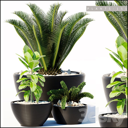 苏铁铁树和多肉植物盆栽素材之家精选3D模型