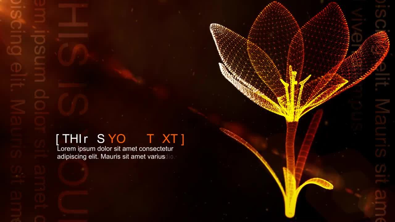 动画流体花素材库精选AE模板