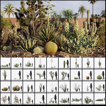 热带仙人掌仙人球植物3DMAX模型