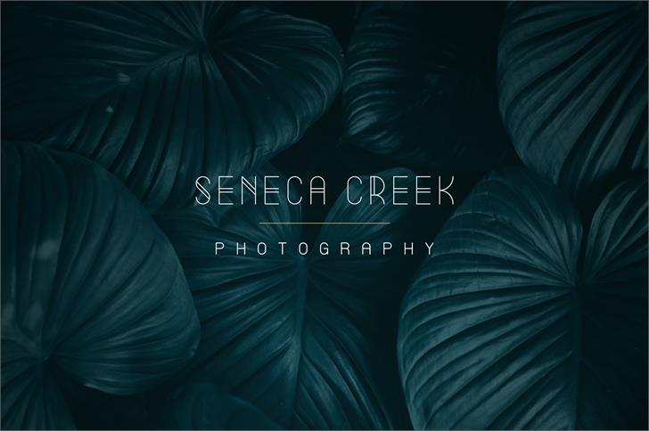 Summer Light font插图3