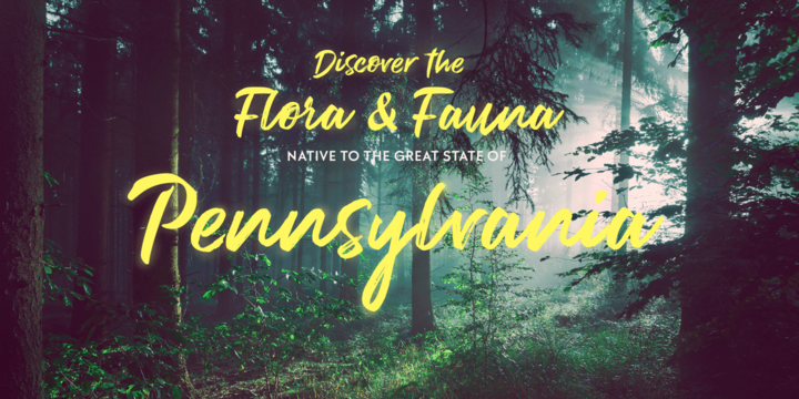 Brush Marker Font插图2