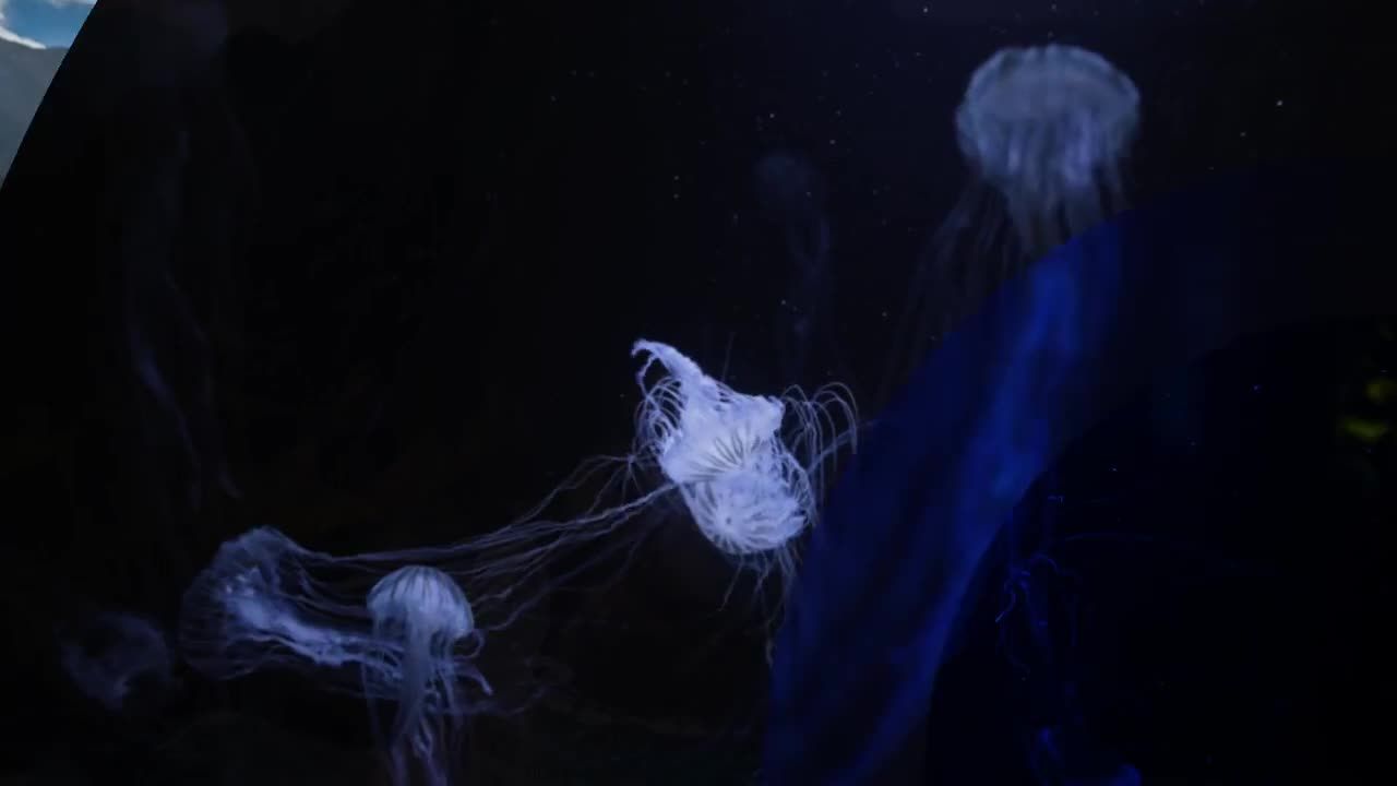 精彩介绍文本动画和时尚的过渡效果素材库精选AE模板