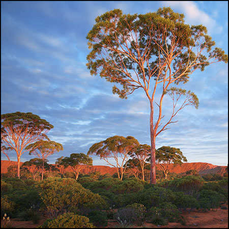 44款桉树,桔梗等大树素材之家精选3D模型