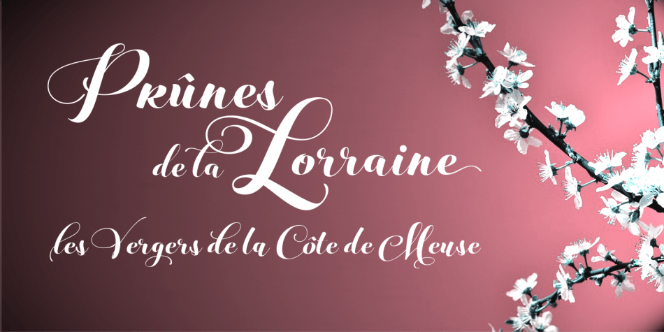 Mirabella Font Family插图1