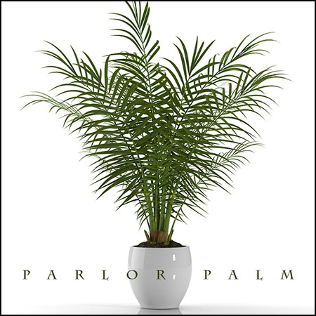 PARLOR PALM盆栽植物素材之家精选3D模型