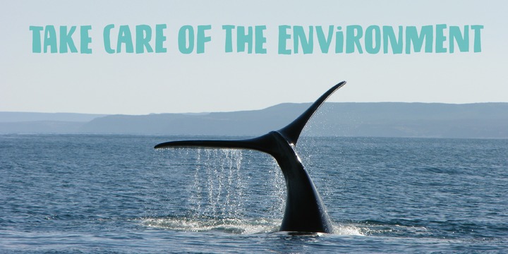 Biscuit Chicken Font Family插图1