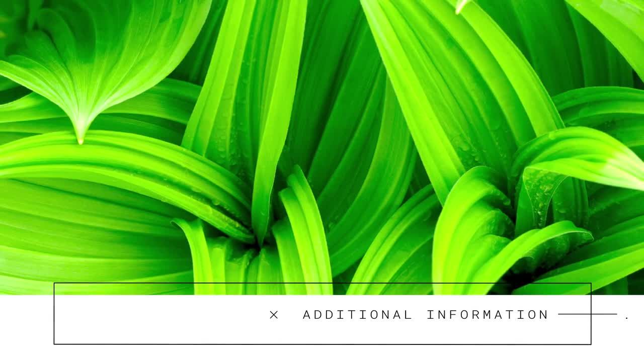 13个干净现代且易于编辑的低三分之一素材库精选AE模板