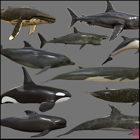 大型海洋生物鲨鱼鲸鱼海豚素材之家精选3D模型