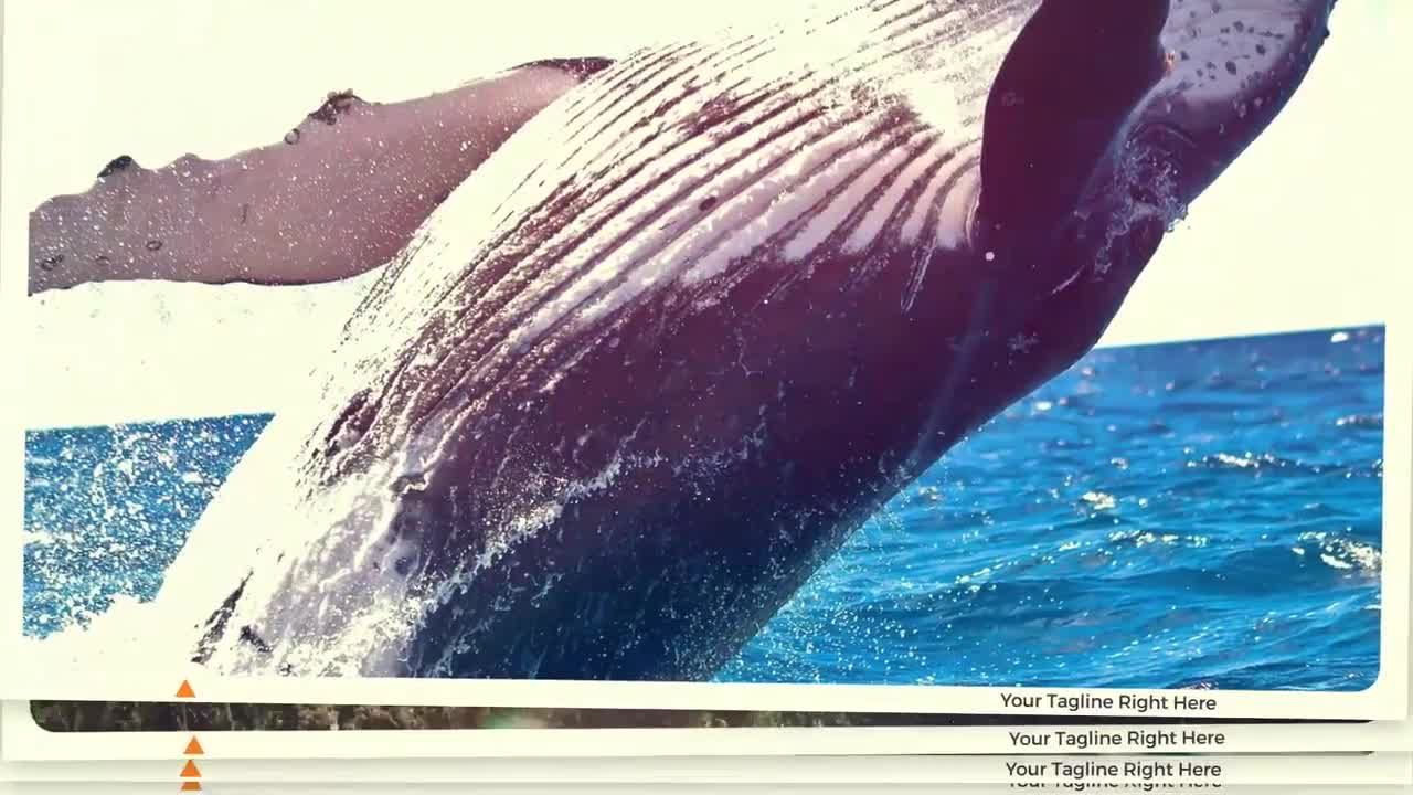 照片介绍幻灯片动态素材库精选PR模板