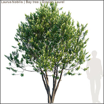 希腊月桂树素材之家精选3D模型